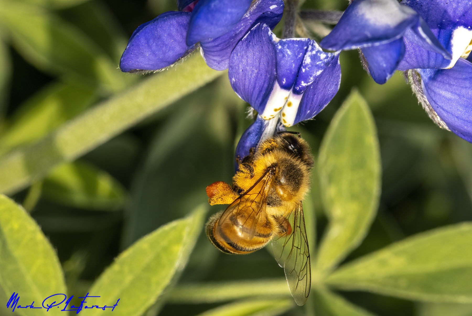 /gallery/north_america/USA/Texas/austin/Honey Bee Spring 2023-004_med.jpg